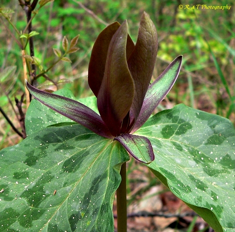 {Trillium cuneatum}
